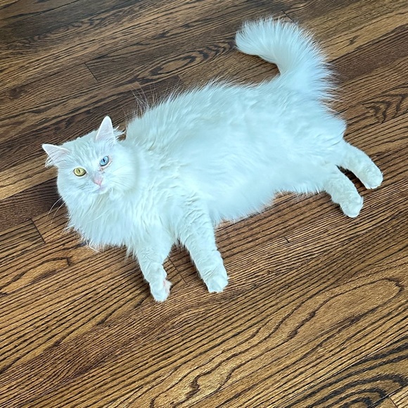 Meet your Posher, Ashley - Picture 1 of 1